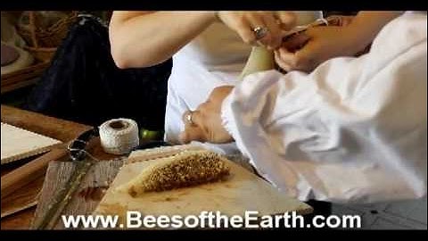 Honey Bee Cutout from a swarm trap into top bar hive(part 2)