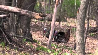 Minnesota Turkey Hunting 2012-Nick Montanez (7 Years Old)