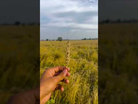 Village Life + Wheat Farming 🌾 | | Real Village Farming | Krishi Sarthi