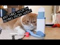 TESTING CHEAP CAT PRODUCTS FROM WISH PART 2 | SVEN AND ROBBIE