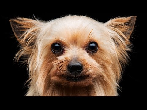 "Dawgz - A Blues Tribute" | Blues Harmonica and Saxophone | Blues Guitar | 12 Bar Blues | Slow Blues