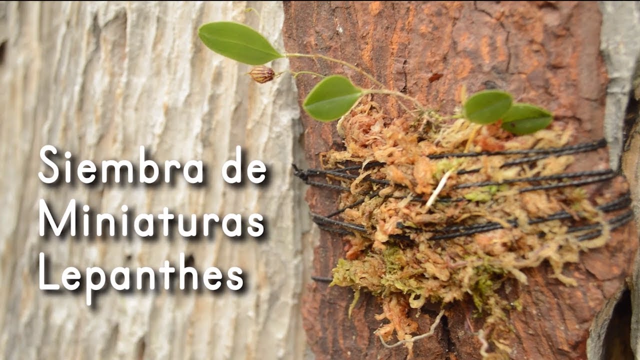 Sembrar orquídeas Miniatura en troncos - LEPANTHES MARTINAE