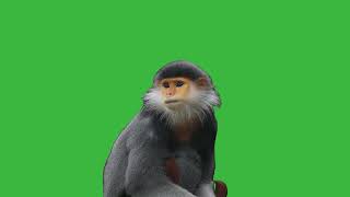 Green Screen Monkey Animated Hd Free To Use Graphics Effects Chroma Key
