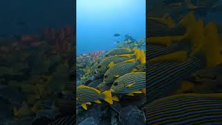 Discover marine wonders in Raja Ampat! #divingtrip #liveaboard #liveaboardlife #underwater #diving Discover marine wonders in Raja Ampat! #divingtrip #liveaboard #liveaboardlife #underwater #diving