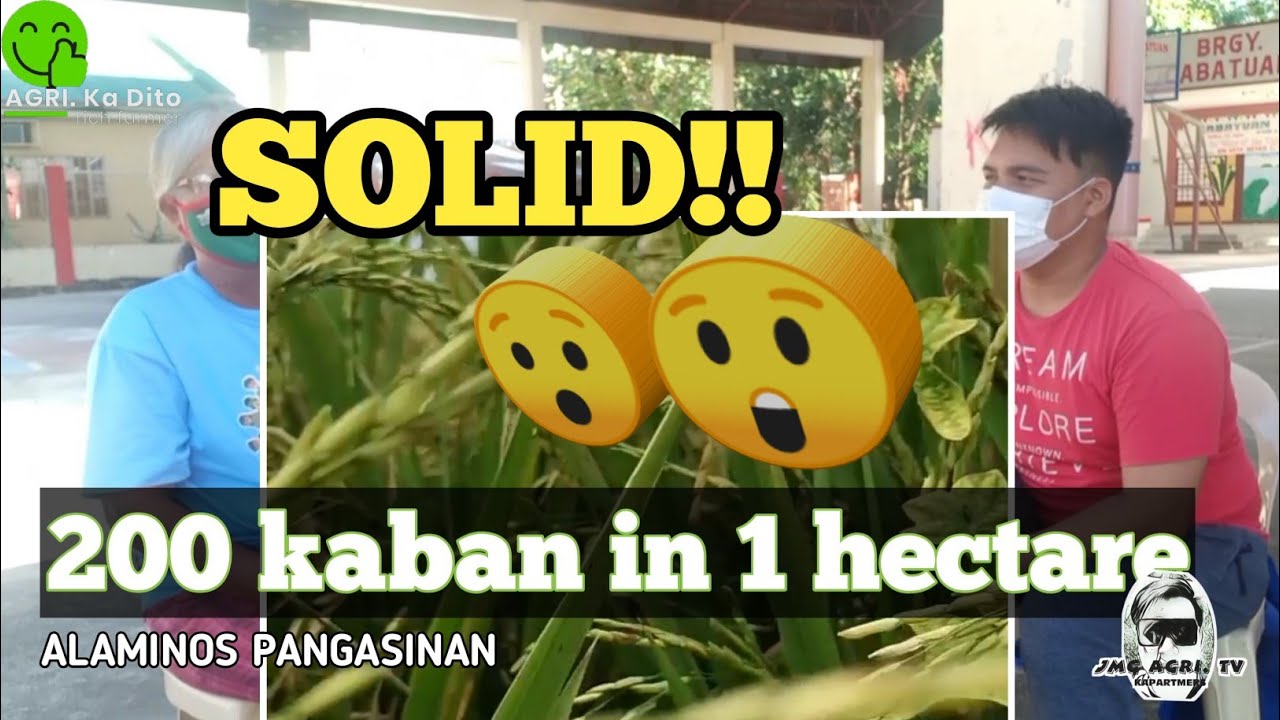 How Can We Increase Rice Production YouTube
