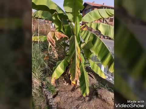 Video: Kako Posušiti Banane
