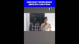BORDER SECURITY TIGHTENED; SMUGGLER ARRESTED WITH 10 COWS IN TRIPURA