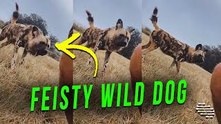 Feisty Wild Dog Approaches a Guy