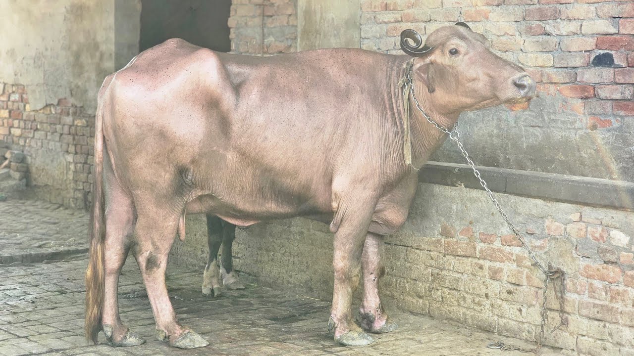 ਧੰਨਪਤ ਪੱਖੀ ਕਰੂ ਕਮਾਲ ਬੁਰੀ ਛੇਂ ਮਹੀਨੇ 15 ਦਿੱਨ ਗੱਬਣ ਚੇਂਕ ਪਾਸ ਫੀਤਾਂ ਲਾਂ ਕੈ ਕਰਾਤੀ ਤਸੱਲੀ 17 ਕਿਲੋ ਸੱਜਰ ਦਾਂ 