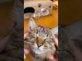 【マッサージ】ミミ至福の時💕#かわいい猫 #cat #キジトラ#マッサージ#ミミリツ