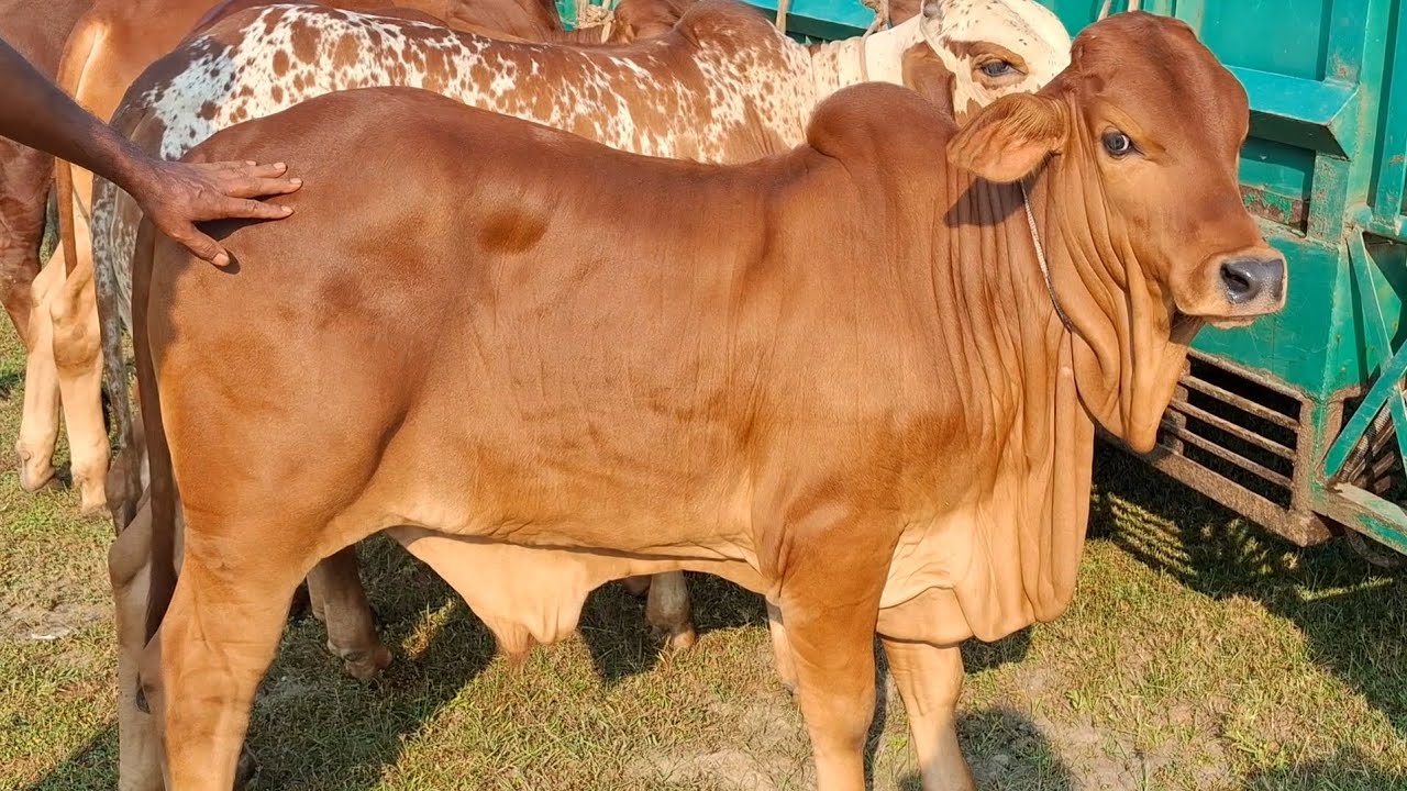 ১৬ নভেম্বর 25 | বর্ষসেরা কালেকশন শাহীওয়াল ও ফ্ল্যাগবি জাতের ষাঁড় বাছুর গরুর প্যাকেজ বিরামপুর থেকে