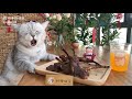 CAT MAKING DRINKS🍹 AND FOOD | 猫料理番組 | 고양이 요리 쇼