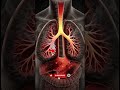 What REALLY Happens when Smoke Fills Your Lungs | 3D Animation