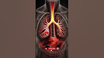 What REALLY Happens when Smoke Fills Your Lungs | 3D Animation