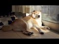柴犬だいふくの日向ぼっこ〜モフがちょっとよっただけ編〜[ Shibainu Daifuku was basking in the sun ]