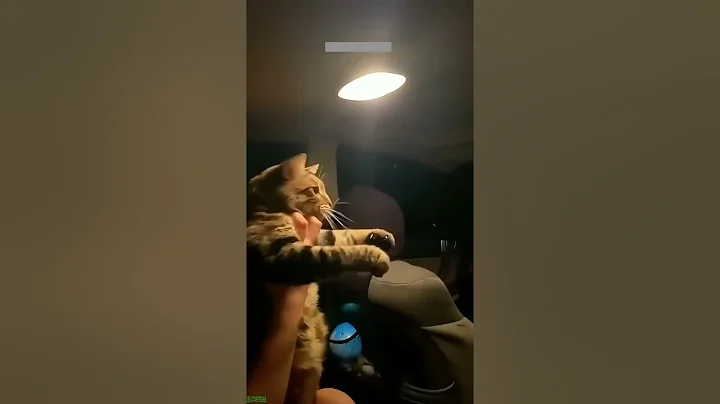 Video 10886291: funny dog cat talking, funny cute cats talking, funny cats dogs clean, funny cat live