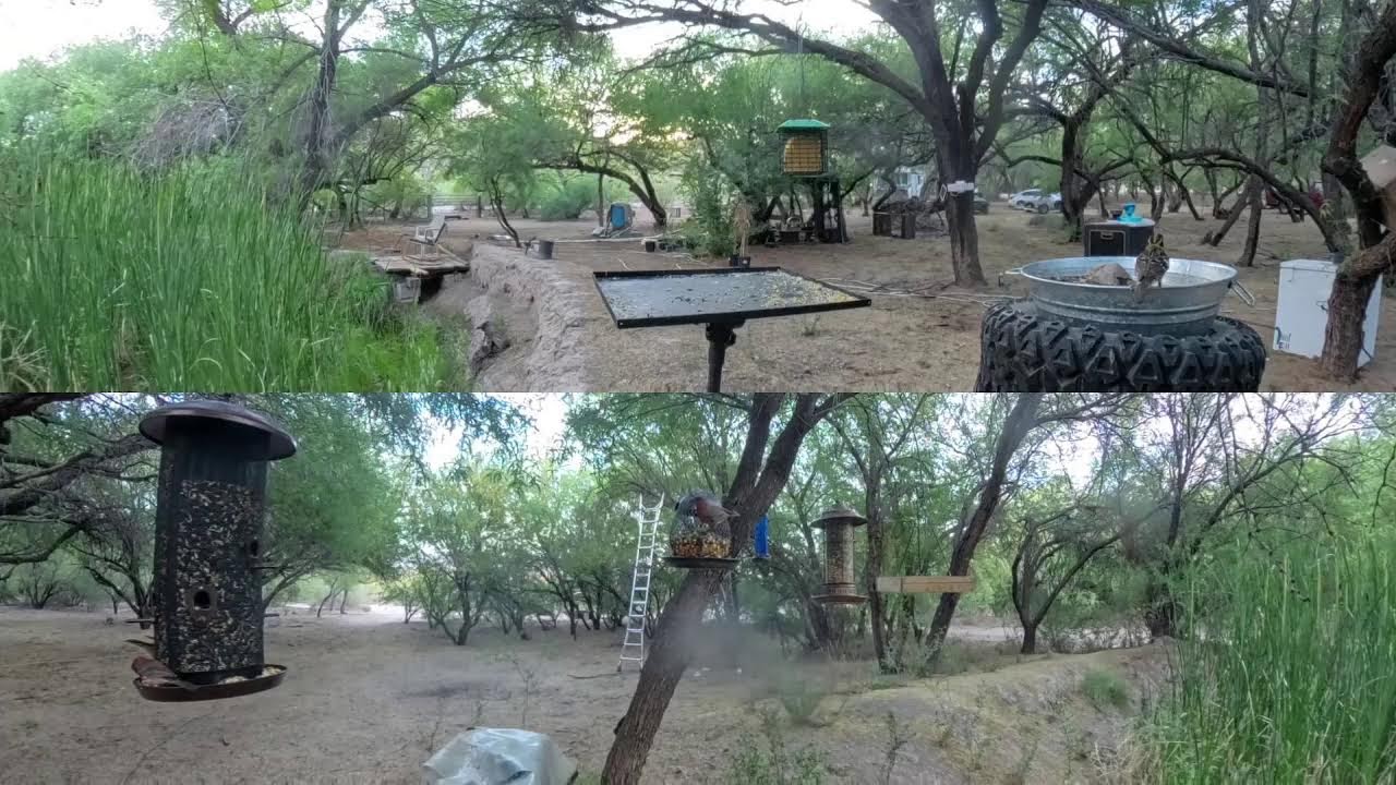 Invisible River Art & Music  Equinox Festival Bird Pond