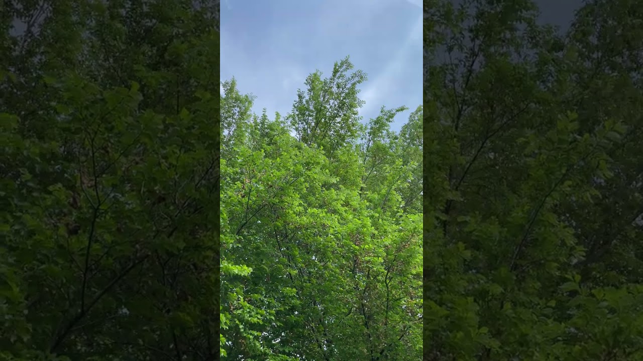 Lobel elm - crown - May 2023