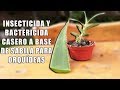 Insecticida y Bactericida Caseroo a Base de SABILA para Orquídeas || Orquiplanet