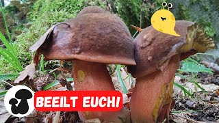 Pilze sammeln Ende Mai | Sommersteinpilze & Hexenröhrlinge