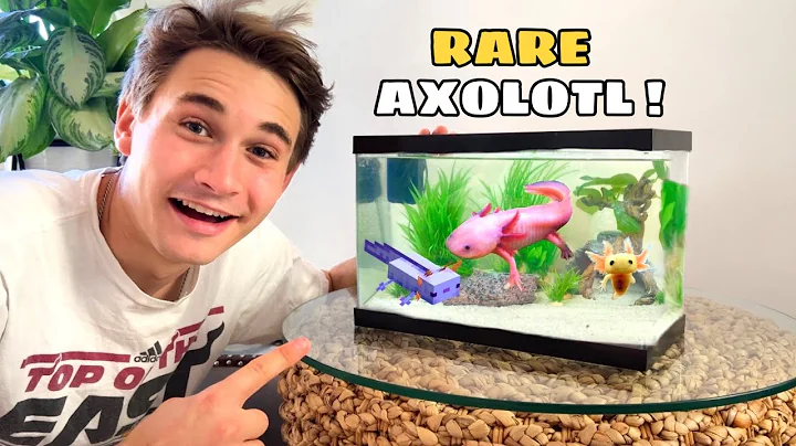 NEW RARE AXOLOTL & AQUARIUM !