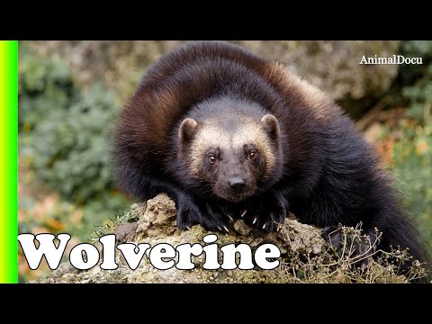 Video: Horóscopo De Los Animales Eslavos: Glotón