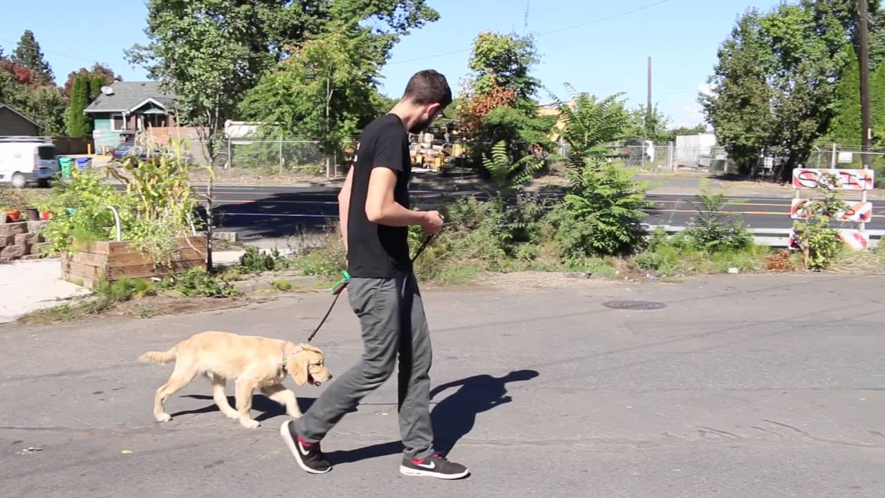 Intro to prong collar with 6 mo. old Golden Retriever YouTube