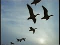Migration of Snow Geese
