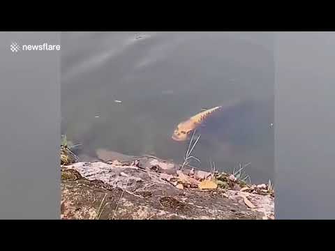 Video mostra uma carpa com rosto humano em um lago na China...