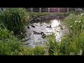 Duck Days 14/6/26