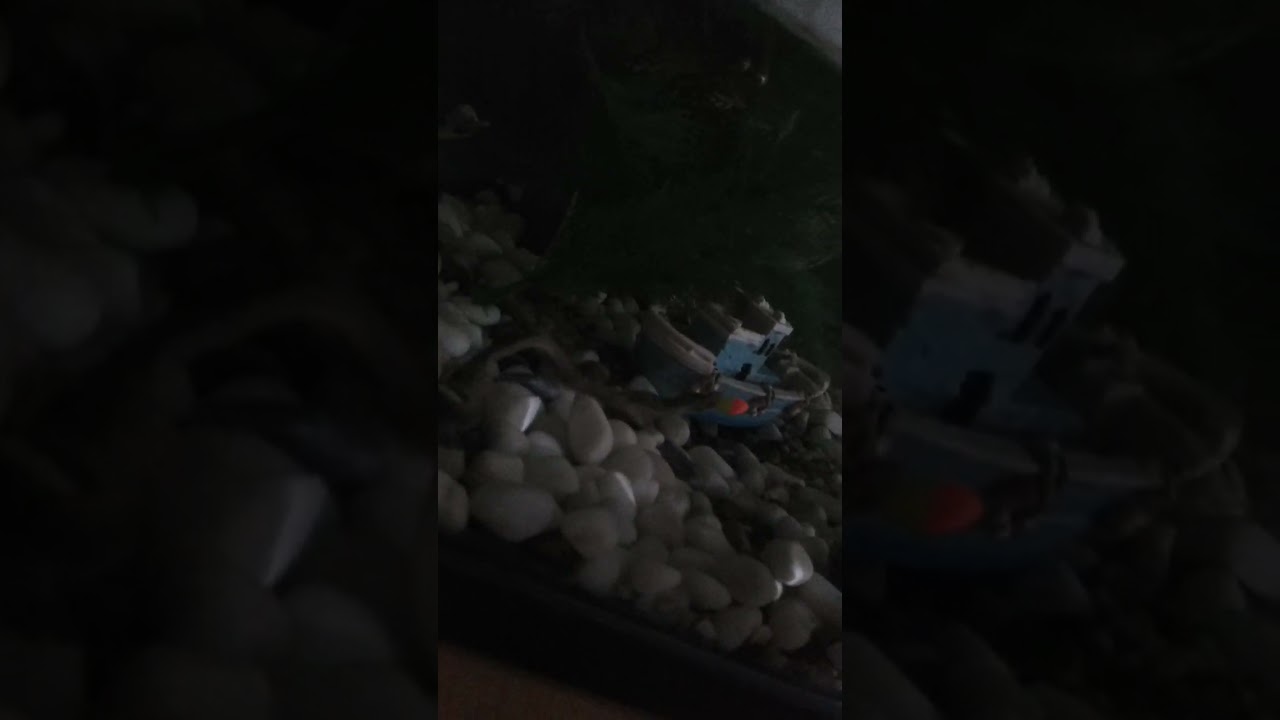 la différence entre Pop Up & Perle Flottant 🎣