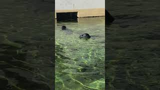 Seehundbecken Kiel mit Seehunden #kiel #seehunde