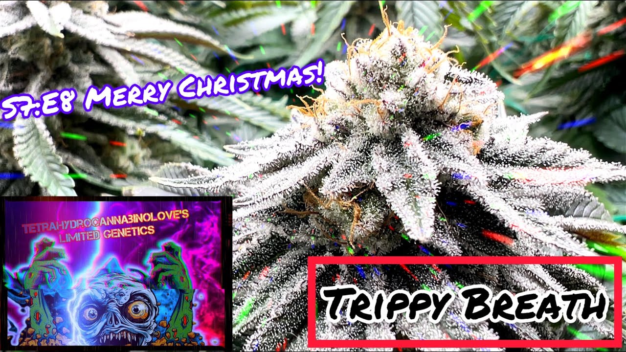 Seed to Harvest - My F1 Grow