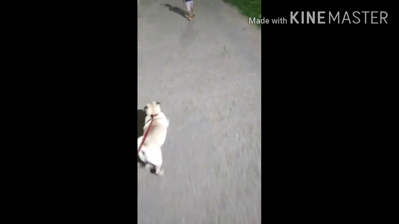 Night fun with a beautiful pug dog/name Jimmy walking at night/