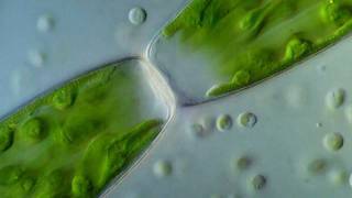 Pleurotaenium Desmid / Cytoplasmic streaming