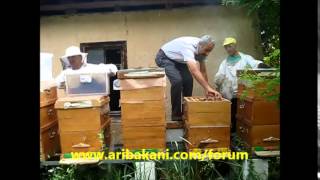 Kestane balı hasadı, Engin Altın Düzce