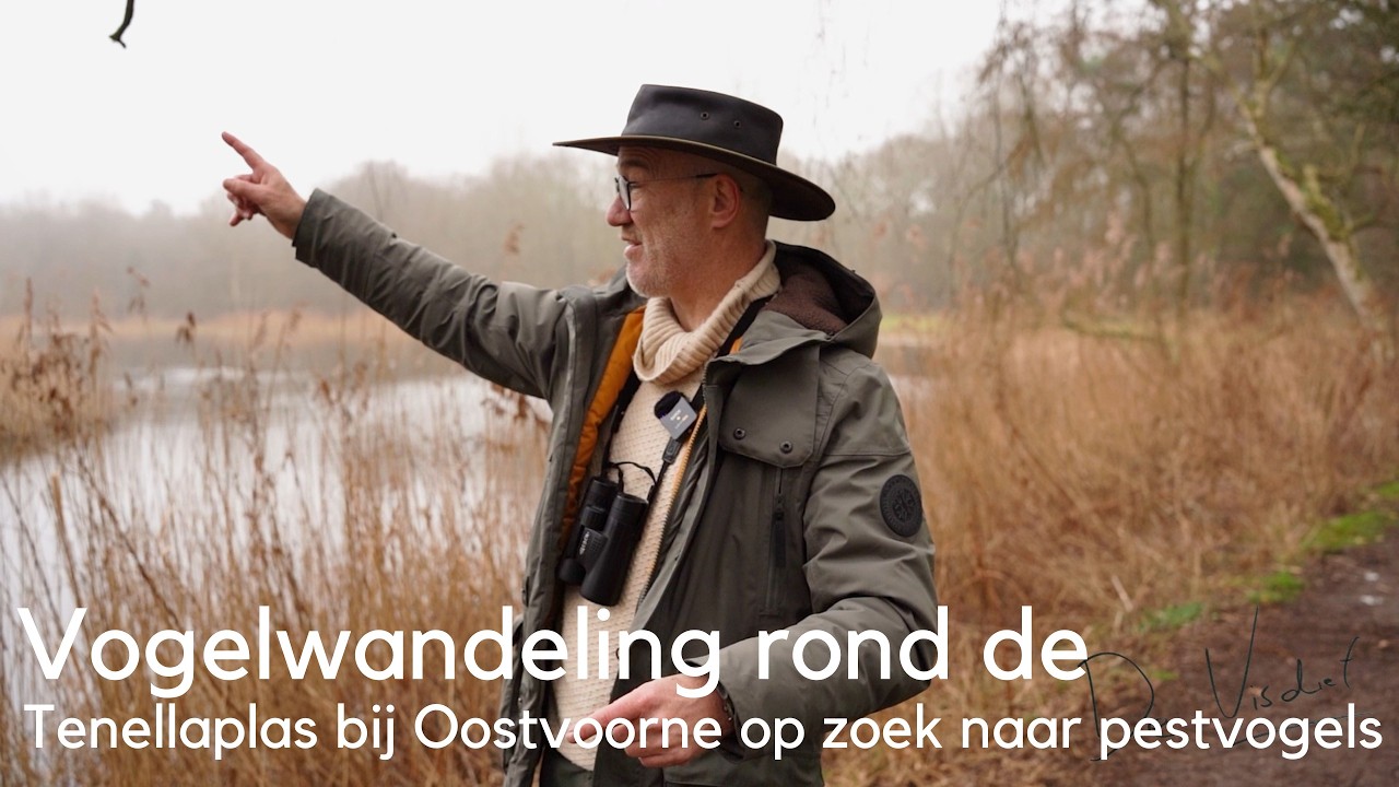 Vogels kijken rond de Tenellaplas bij Oostvoorne op zoek naar pestvogels  #1744