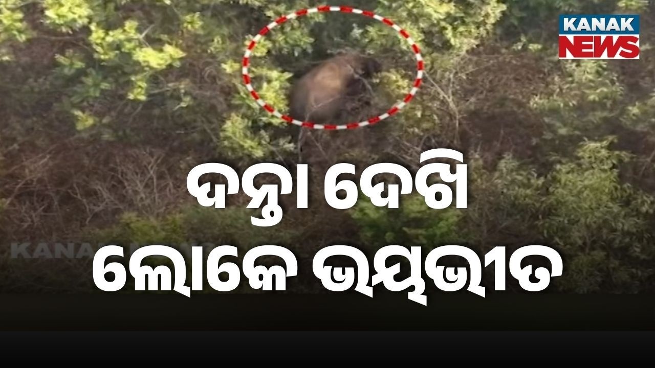 Wild Elephant Herd Enters City! Terror in Residential Area as Huge Tusker Spotted