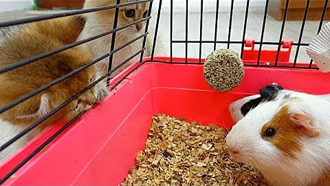 These kittens are seeing Guinea pigs for the First Time