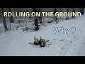 WHY DOGS ROLL ON THE GROUND?