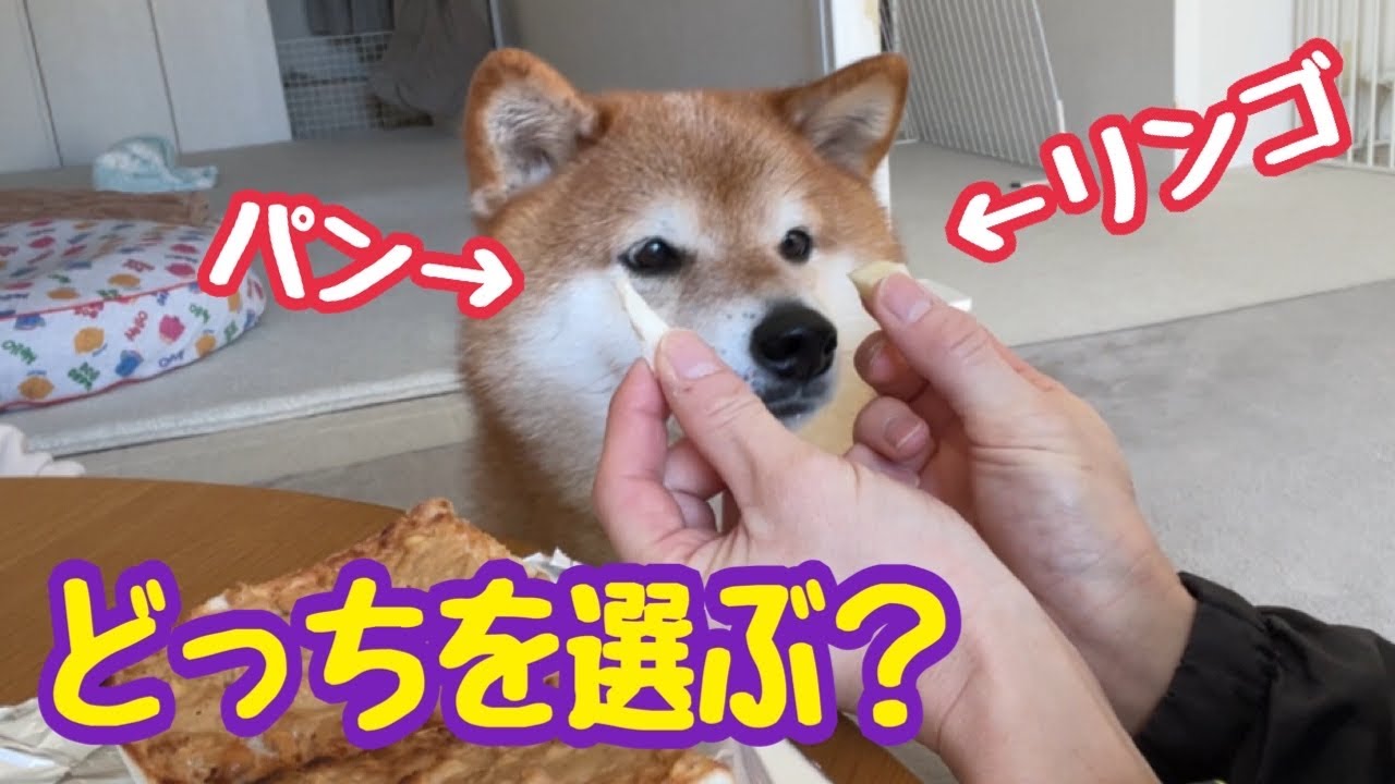 リンゴとパンが目の前にある時、柴犬はどちらを選ぶのか？