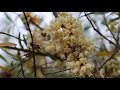 Cuscuta en flor - flora argentina - Cuscuta insquamata - Cabello de Angel - Planta parasita - fideo