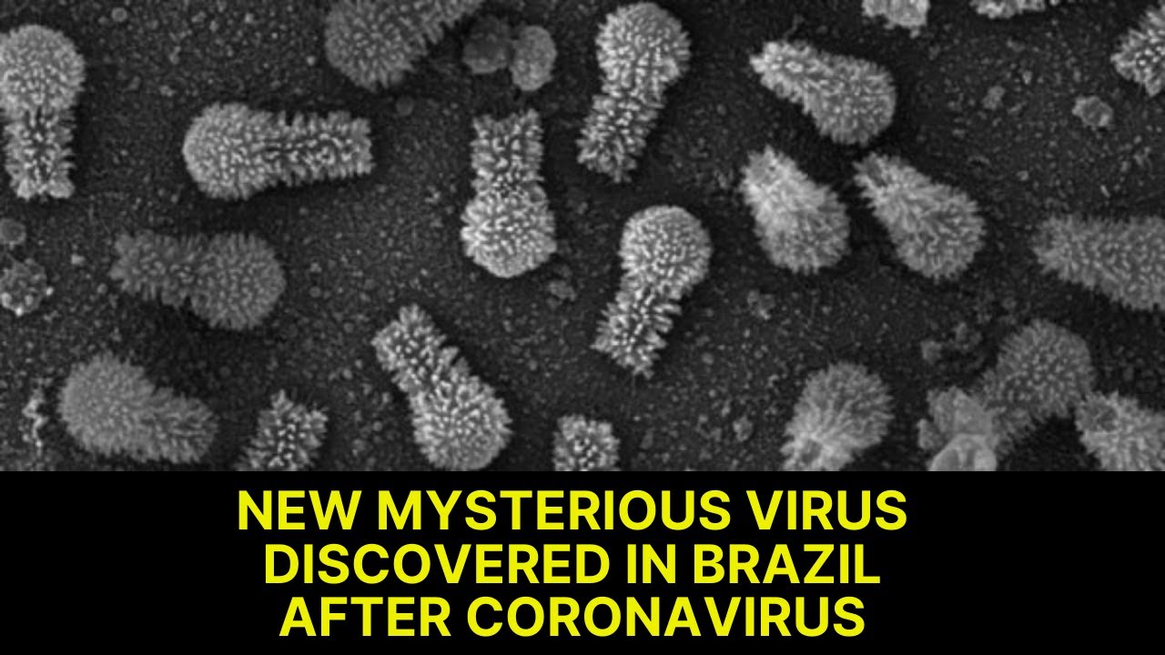 A New Mysterious Virus Discovered In Brazil After Coronavirus YouTube