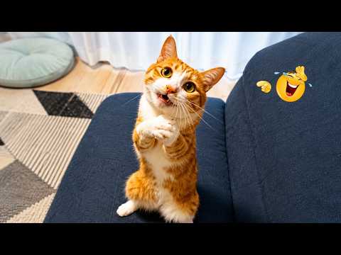 You Laugh You Lose 😂😹 | Ultimate Funny Cat Compilation