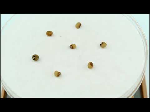 Семена ландыша майского / Convallaria majalis, ТМ OGOROD