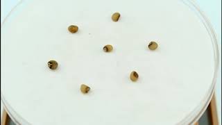 Семена ландыша майского / Convallaria majalis, ТМ OGOROD