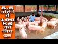 Top Quality Pig Farm In Shamli | visit at BR live stock | Vikas Live Stock