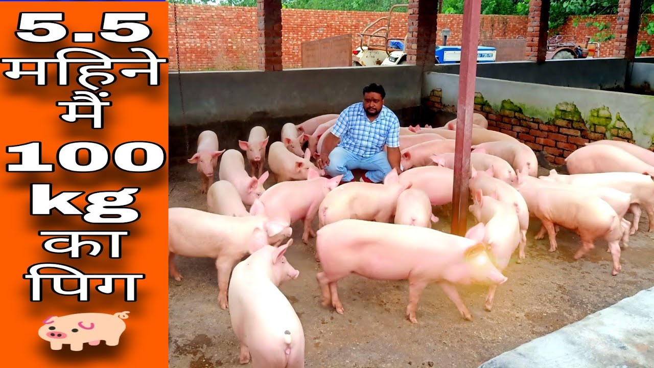 Top Quality Pig Farm In Shamli | visit at BR live stock | Vikas Live Stock