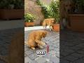Kucing orange yang berani menyalakan pet4san #shorts #faktaunik #funnycats