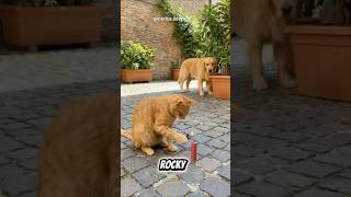 Kucing orange yang berani menyalakan pet4san #shorts #faktaunik #funnycats